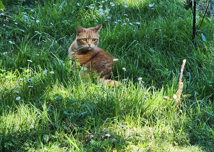 Du Moulin Bed & Breakfast 3*